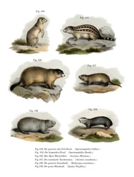 Écureuil terrestre européen, 1860